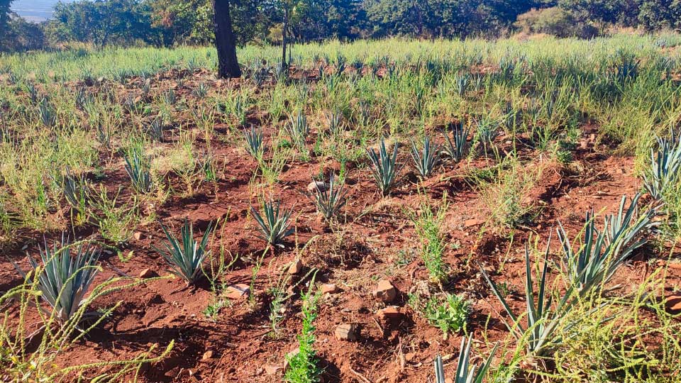 Muchos agricultores se vean obligados a dejar su cosecha en pie o incluso abandonar sus parcelas