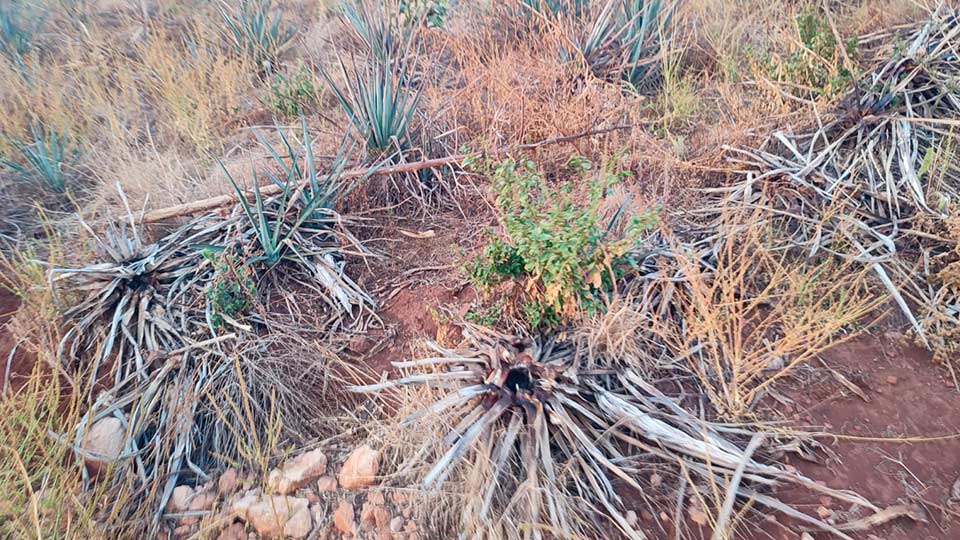 Existe un riesgo fito-sanitario creciente debido al abandono de plantaciones de agave