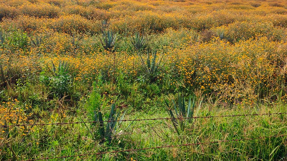 Grandes extensiones de plantaciones descuidadas se han convertido en focos potenciales de infestaciones