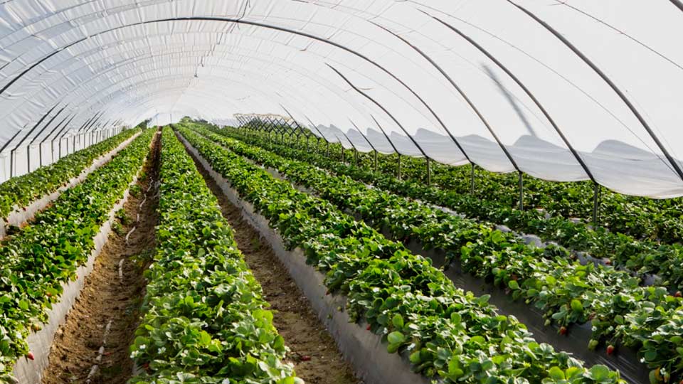 Muchos terrenos desmontados fueron destinados a fraccionamientos urbanos o a cultivos comerciales como fresa y arándano