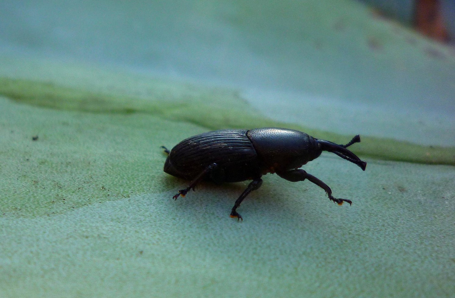Picudo del agave